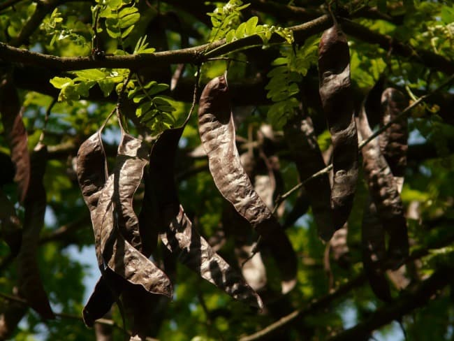 are carob pods safe for dogs